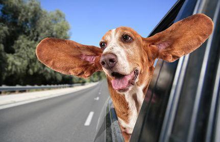 Jak przyzwyczaić psa do jazdy samochodem?