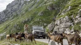 Mercedes Marco Polo 250 BlueTEC (2015) - widok z przodu