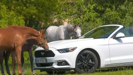 Ford Mustang Convertible 2.3 EcoBoost – galopująca legenda