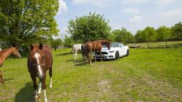 Ford Mustang Convertible 2.3 EcoBoost – galopująca legenda