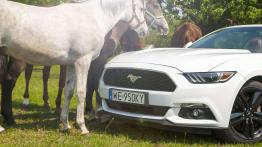 Ford Mustang Convertible 2.3 EcoBoost – galopująca legenda